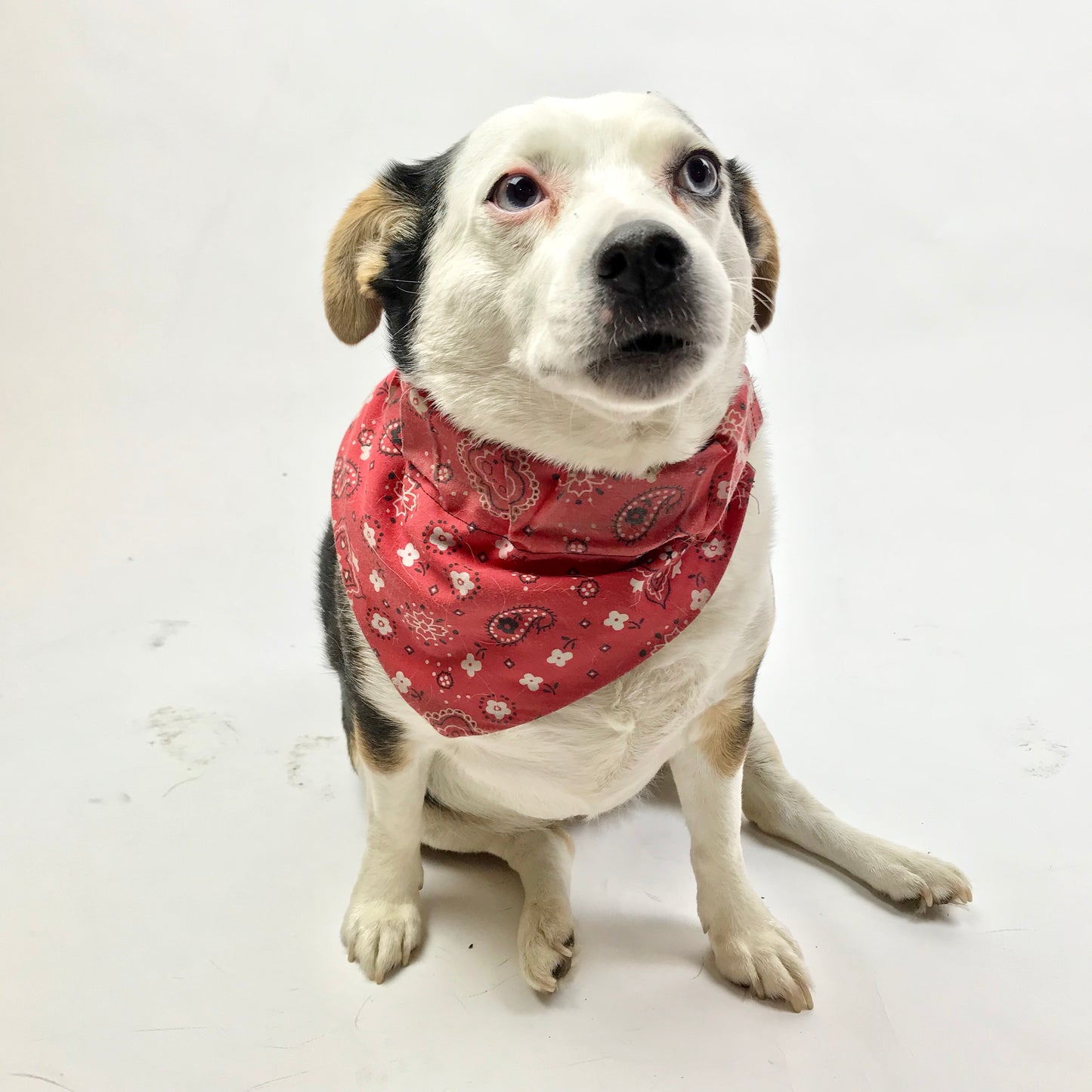 Handmade Dog Collar Bandanas (XS-XL)